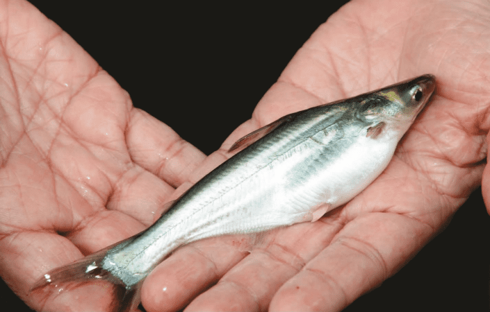 Hatchery and Breeding Research